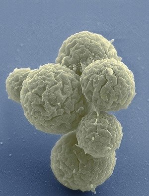 Biominas-cientistas-criam-bacteria-apenas-com-genes-essenciais.a-vida